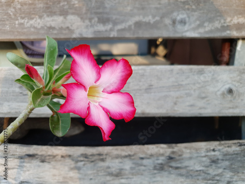 Red azalea flower on a slab background