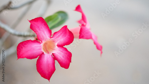 Red azalea flower on blurred background.selective focus