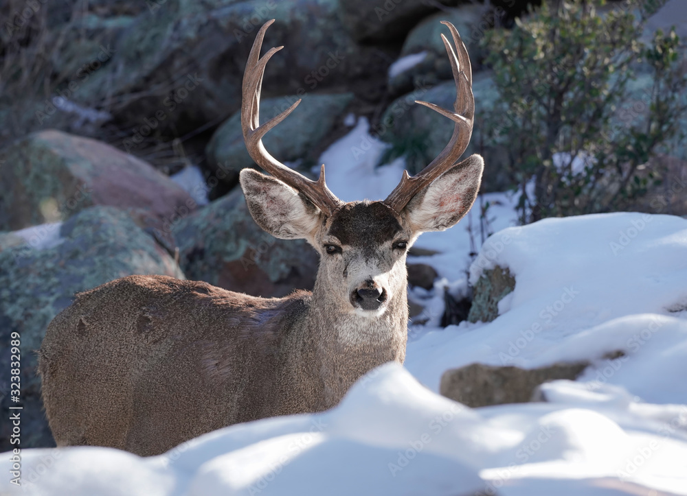A majestic buck standing in the snow and boulders looks straight at the camera.