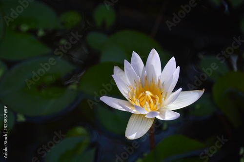 Beautiful lotus flowers in the basin surrounded by lotus leaves