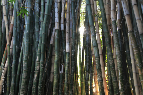 Bamboo forest with graffiti 