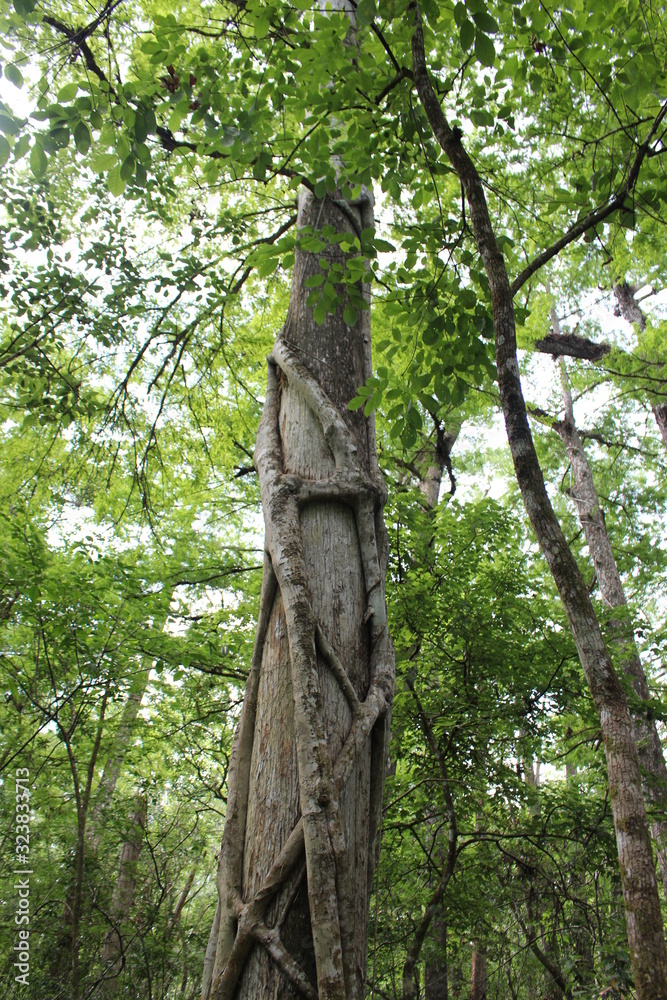 Fototapeta premium tree in the park