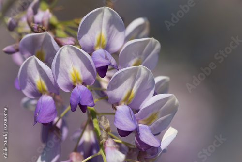 Wisteria Blooms Macro on Sunny Day
