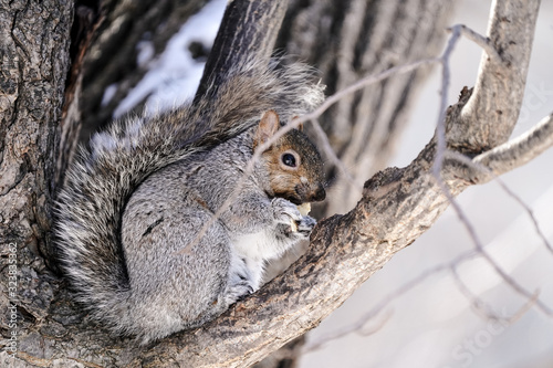 écureuil dans un arbre