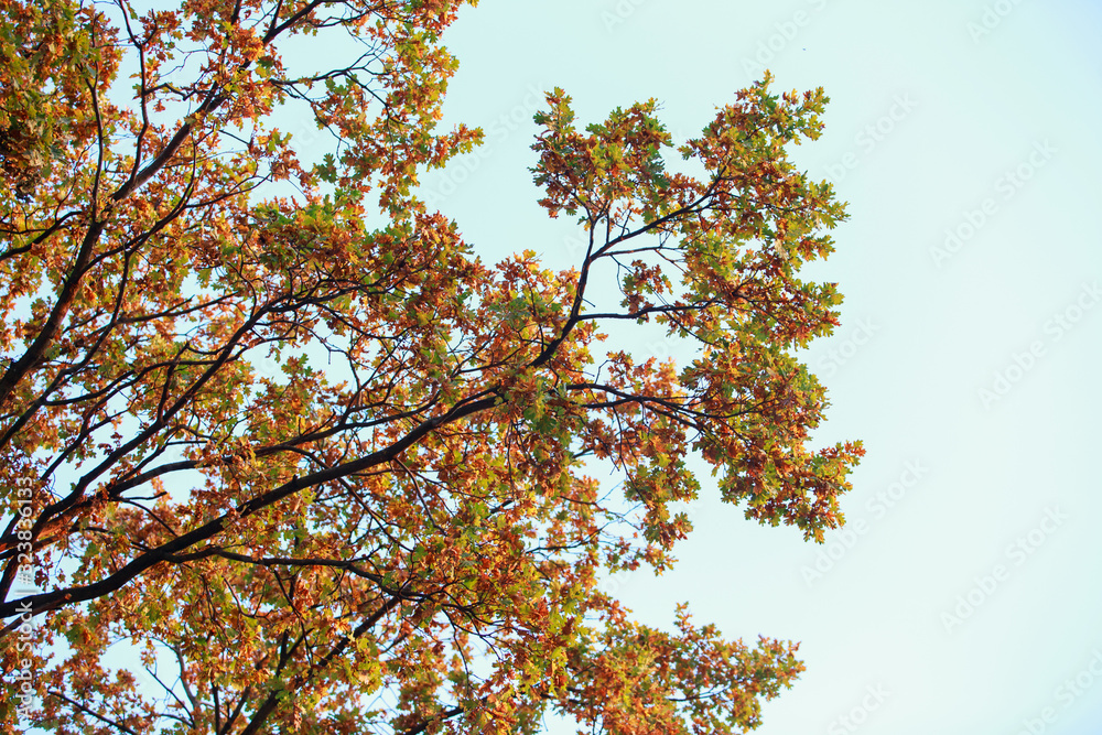 Oak leaves on sky background Oak leaves on sky background