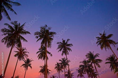 Beautiful Coconut palm tree with sunset purple sky Summer background concept