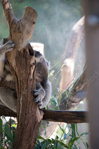 Photography Koala (Phascularctos cinereous) in a wildlife Sanctuary