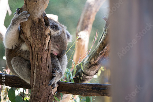 Photography Koala (Phascularctos cinereous) in a wildlife Sanctuary