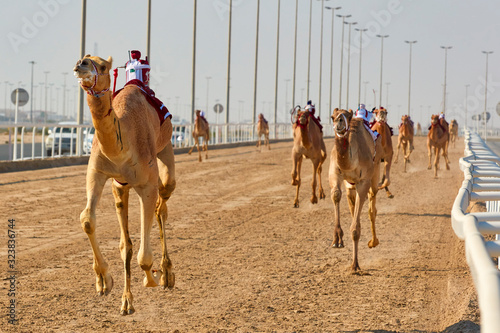 traditional camel dromadery race Ash-Shahaniyah Qatar Fototapete