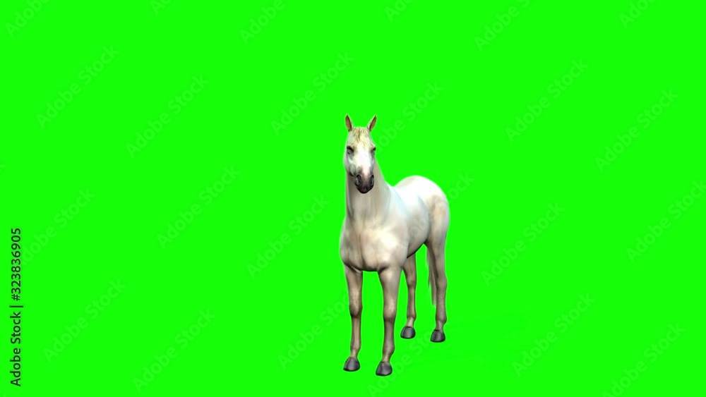 4K 3D animation 0f a white horse moving, walking and rearing up on back legs 4K 3D animation 0f a white horse moving, walking and rearing up on back legs