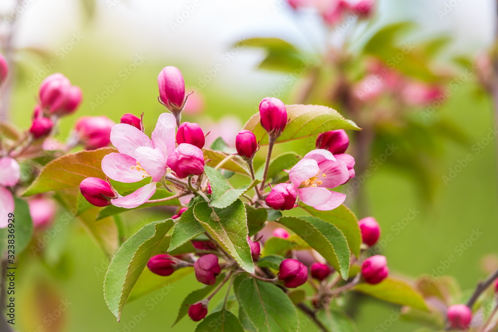 Fresh pink flowers of a blossoming apple tree in sunset light Fresh pink flowers of a blossoming apple tree in sunset light