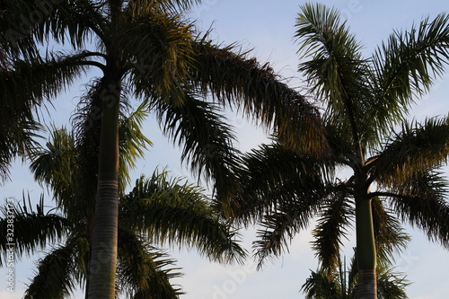 palm trees on a background of blue sky
