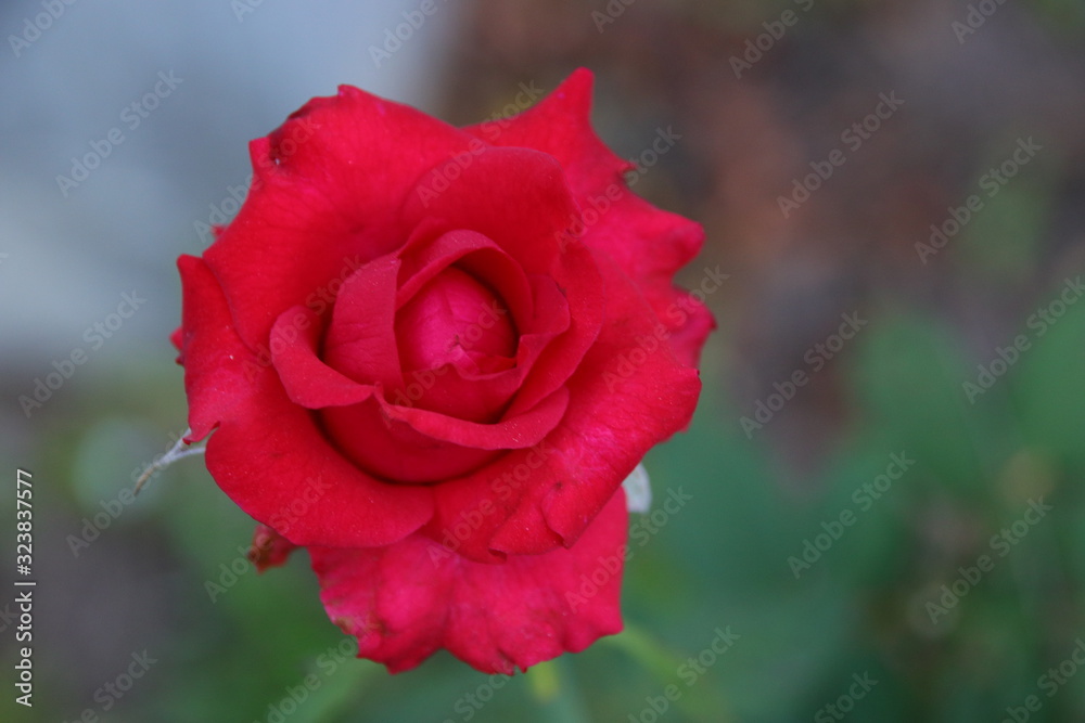 Beautiful red roses in the garden, blurred background Beautiful red roses in the garden, blurred background