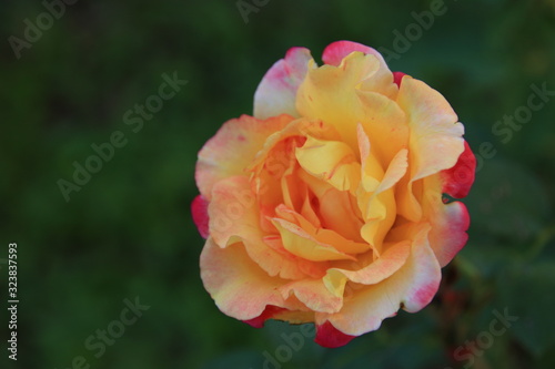 Beautiful yellow roses in the garden  blurred background