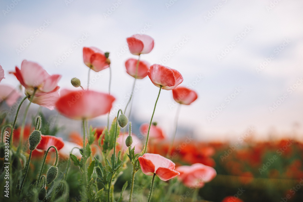 Fototapeta premium MAK