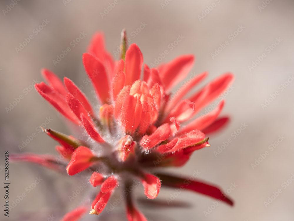 Fototapeta premium Red orange colored desert paint brush, Castilleja sp., in Red Rock Canyon near Las Vegas, Nevada, USA.