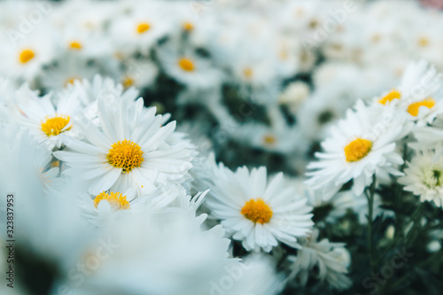 Many white daisy flowers in the garden represent of purity and childlike nature.