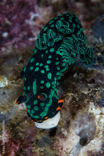 A colorful nudibranch, Nembrotha kubaryana, is found on a reef wall in Raja Ampat, Indonesia. This region is thought to be the center of marine biodiversity.