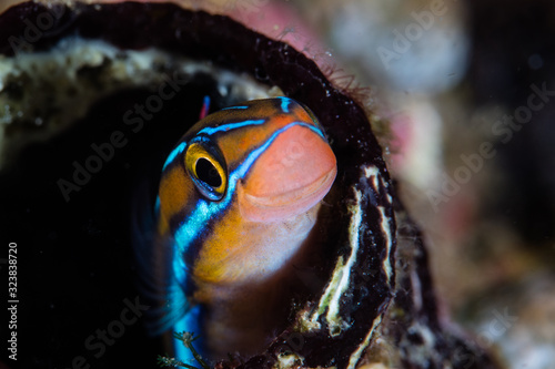 Εκτύπωση καμβά A Blue-lined fang tooth blenny lives on a coral reef in Raja Ampat, Indonesia