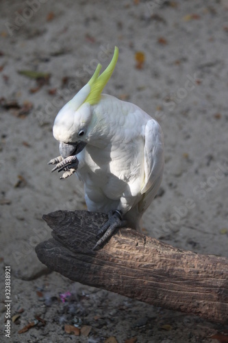white parrot `