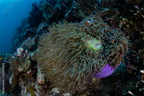 A False clownfish snuggles into its host anemone on a reef in Raja Ampat, Indonesia. This region is thought to be the center of marine biodiversity and is a popular area for diving and snorkeling.