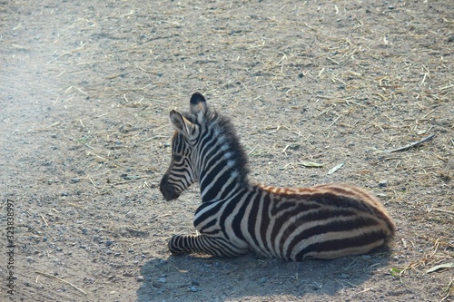 zebra in the zoo