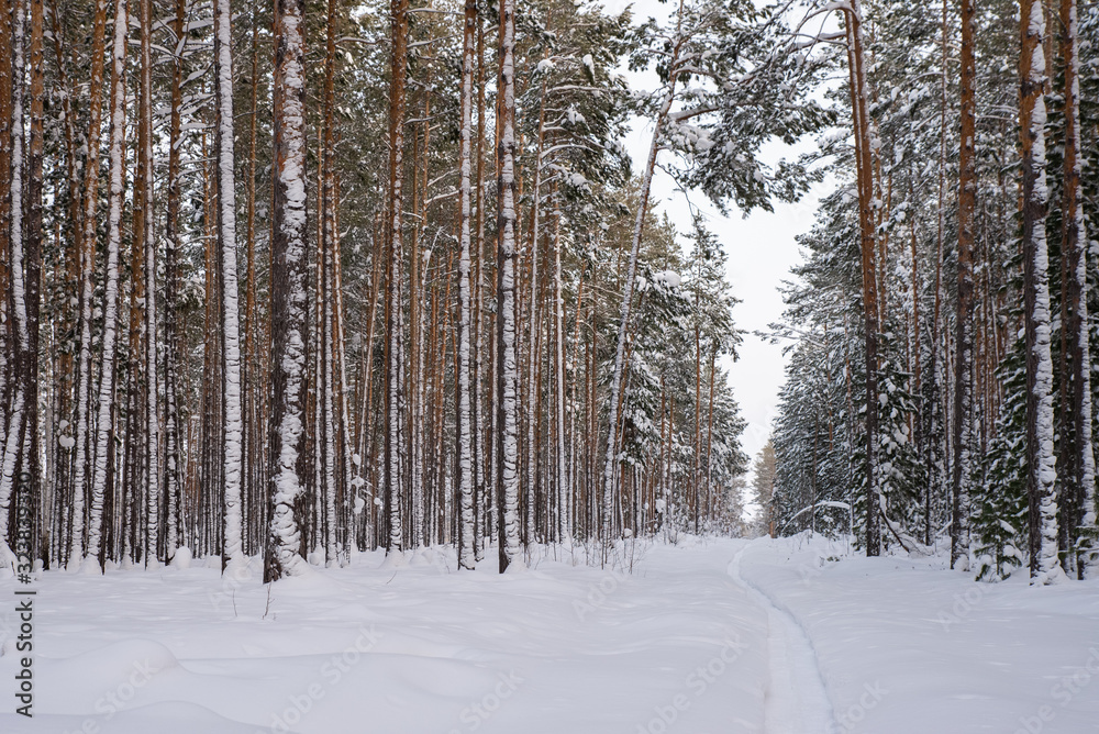 Ski track in a pine forest. Winter landscape Ski track in a pine forest. Winter landscape