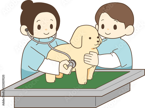 ゴールデンレトリバーの子犬（健康診断2）