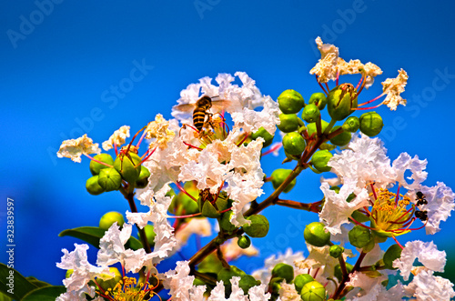 White blossom with bee on blue sky photo