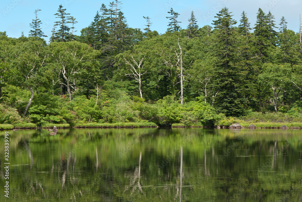 Obraz premium 沼と森の散策路 神仙沼