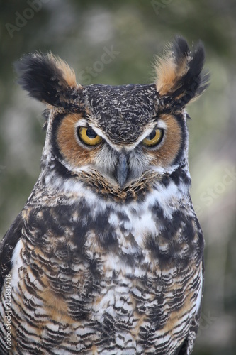Close-up of a beautiful Great Horned Owl