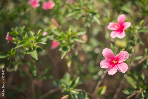 Hibiscus rosa-sinensis flower in the garden