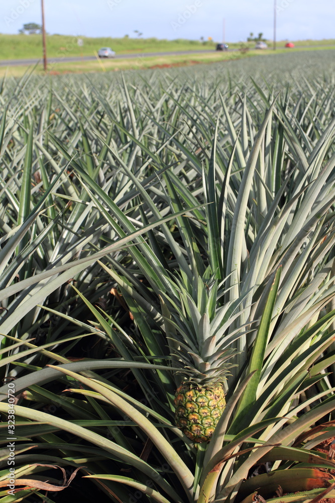 Pineapple field at Honolulu Hawaii Pineapple field at Honolulu Hawaii