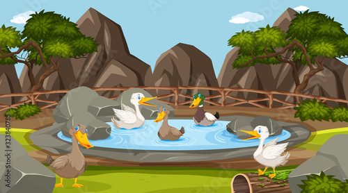 Zoo scene with many ducks in the pond
