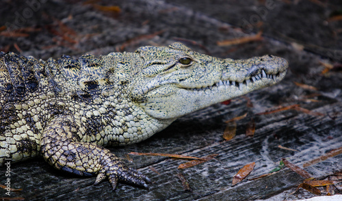 Juvenile Crocodile 