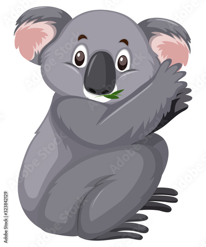 Cute koala eating leaves on white background