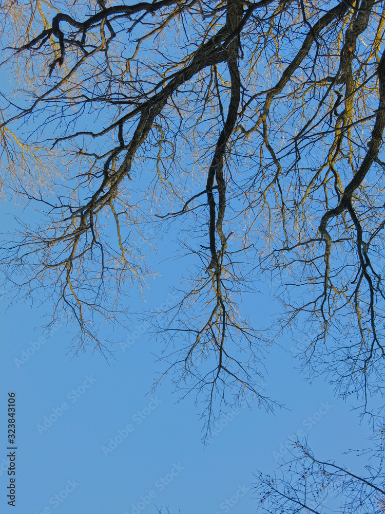 branches of trees without leaves against the blue sky branches of trees without leaves against the blue sky