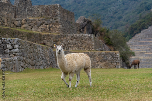 Cute Alpaca in around Machu Picchu Peru South America © ujjwal