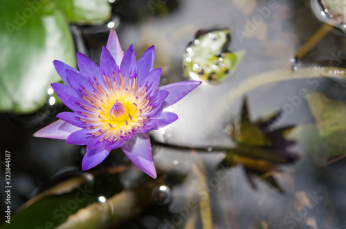 Purple lotus