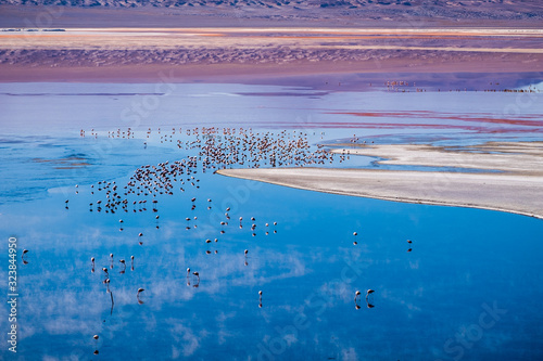 Flamingos stand in the salty lake named Laguna Colorada in Bolivia photo