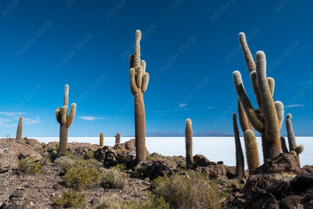 Salar de Uyuni salt flat as seen from the Cactus Island (Isla Incahuasi), Bolivia