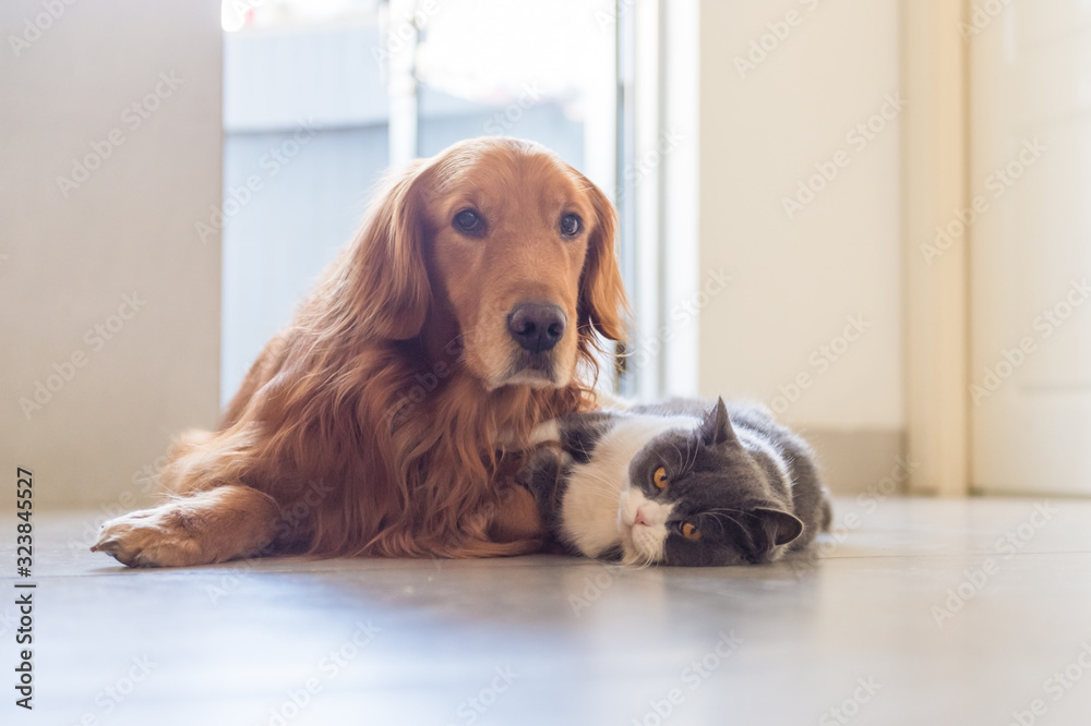 British shorthair and golden retriever