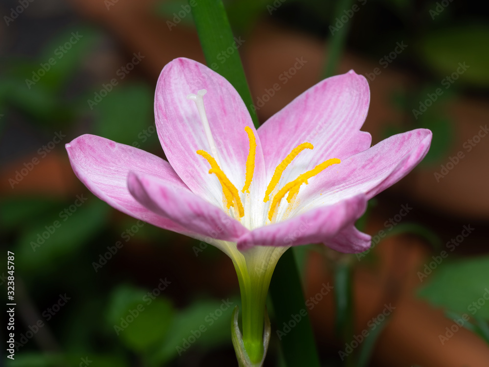 Macro Photo of Pink Rain Lily Isolated on Background