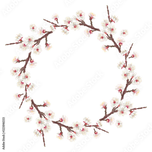 Wreath with spring flowering trees apricot on a white background. Drawing in crayons.