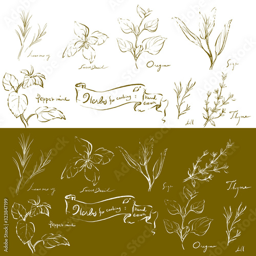 ハーブセット　線画　手描き