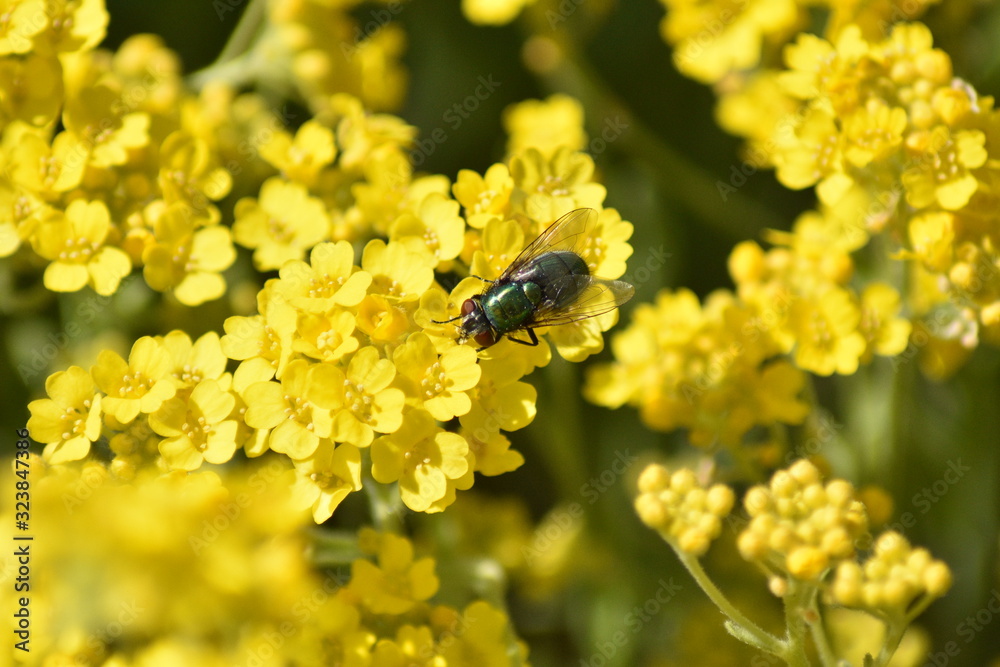Fliege auf Rapsblüte Fliege auf Rapsblüte