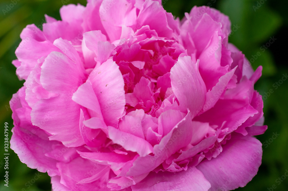 Pink Peony Close up Petals - Spring - Peonies Pink Peony Close up Petals - Spring - Peonies