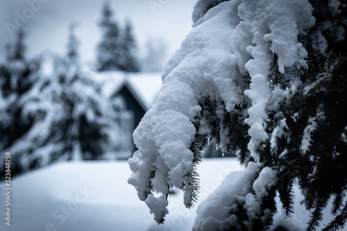 snow covered trees