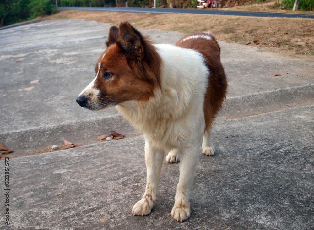 Big dog standing on four paws and looking away. Red white pet alone on an empty road. Isolated, macro, close-up, front view. Cute puppy slay lonely. Spotty brown white individual of purebred dog 