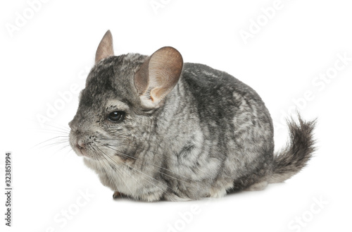 Cute funny grey chinchilla isolated on white